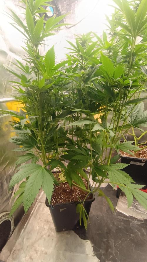 BombyJakPica. Week 7