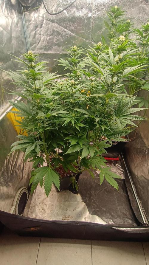 BombyJakPica. Week 7