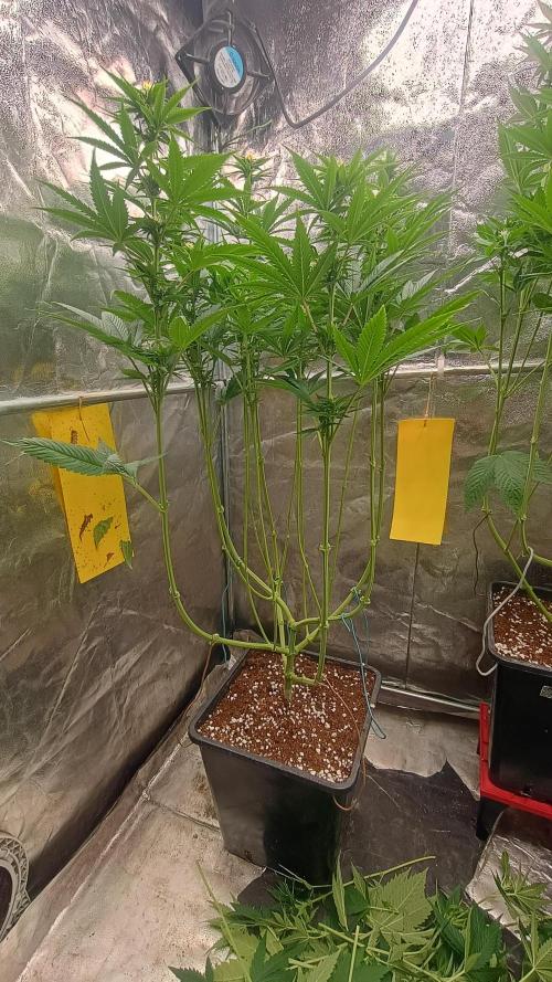 BombyJakPica. Week 7