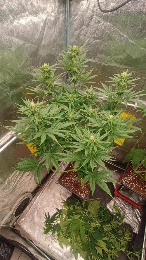 BombyJakPica. Week 7