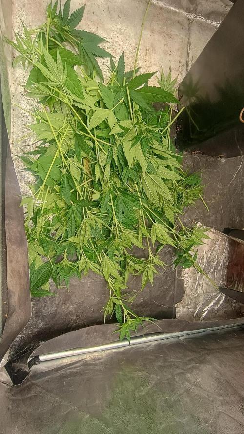 BombyJakPica. Week 7