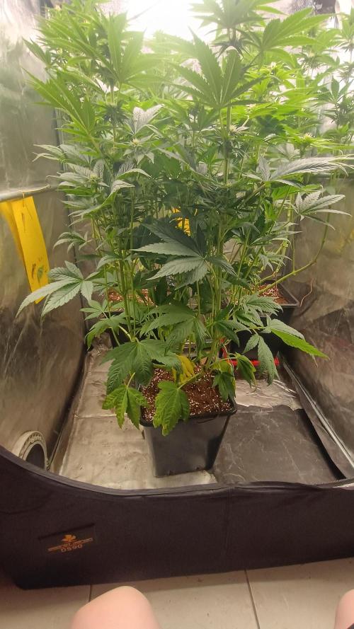 BombyJakPica. Week 7