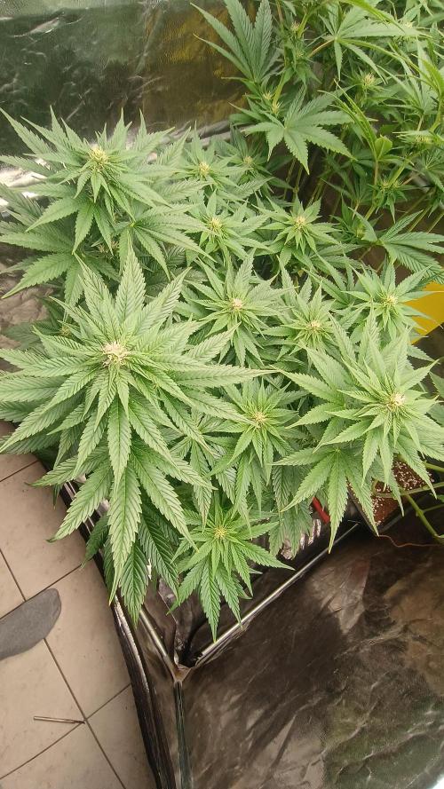 BombyJakPica. Week 7