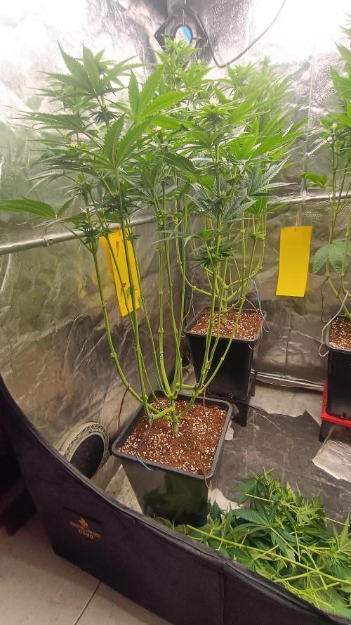 BombyJakPica. Week 7