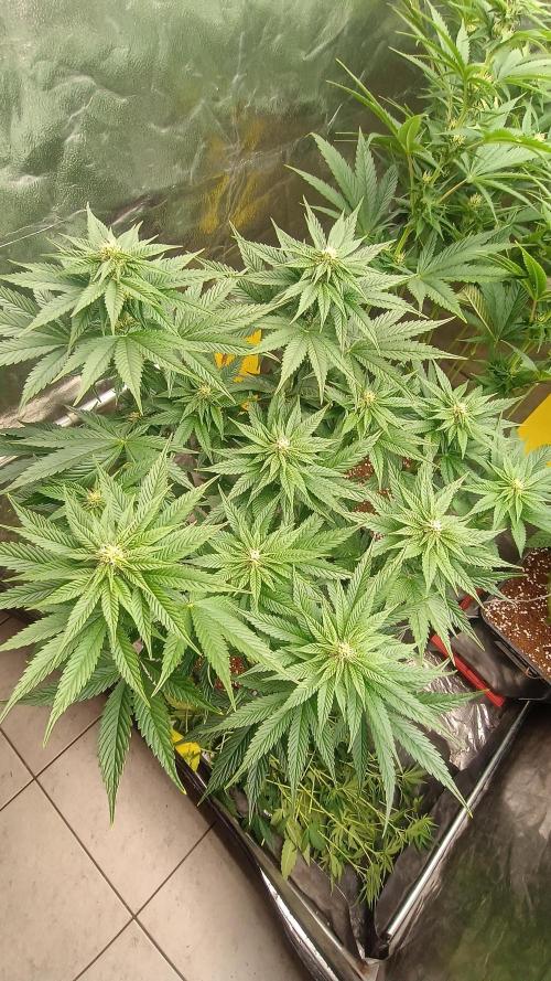 BombyJakPica. Week 7