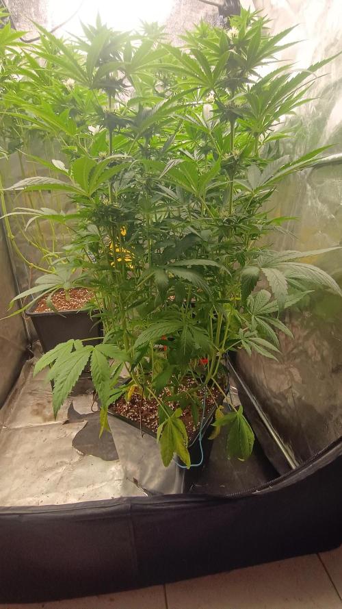 BombyJakPica. Week 7