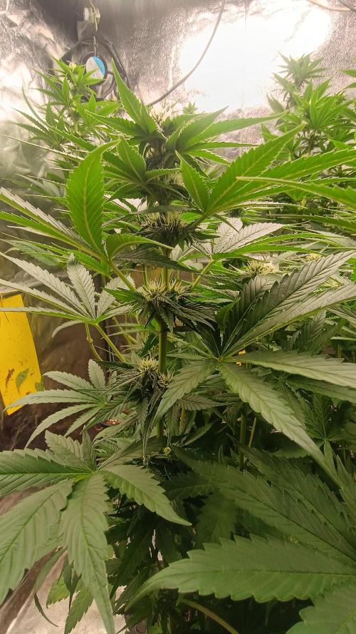 BombyJakPica. Week 7