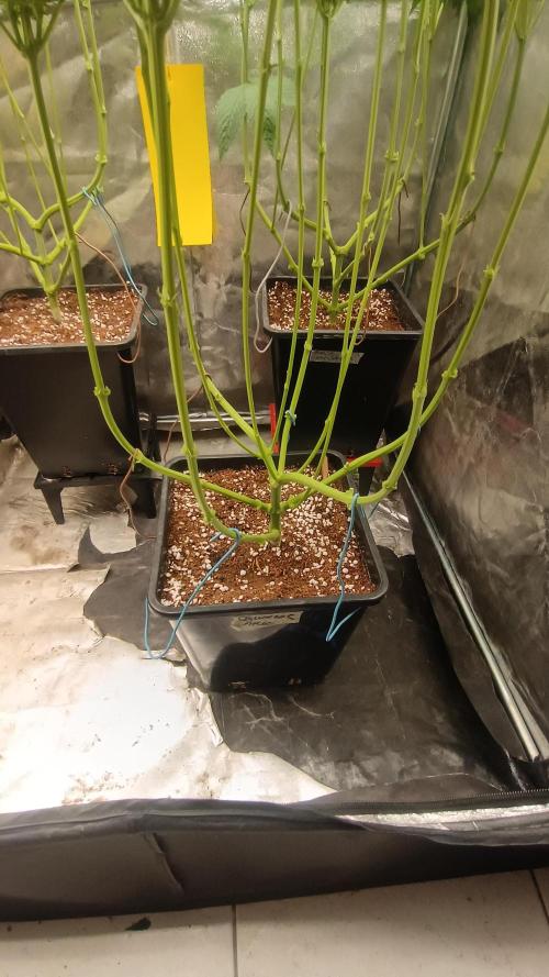 BombyJakPica. Week 7