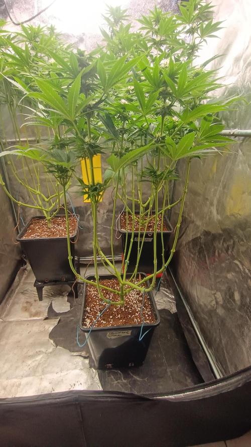 BombyJakPica. Week 7