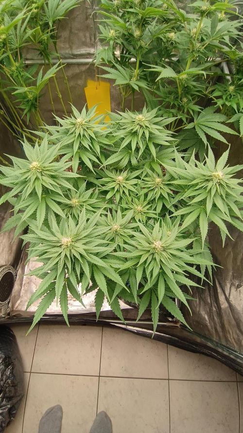 BombyJakPica. Week 7