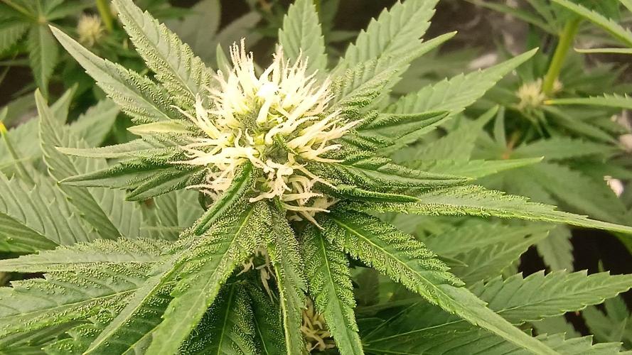 BombyJakPica. Week 7
