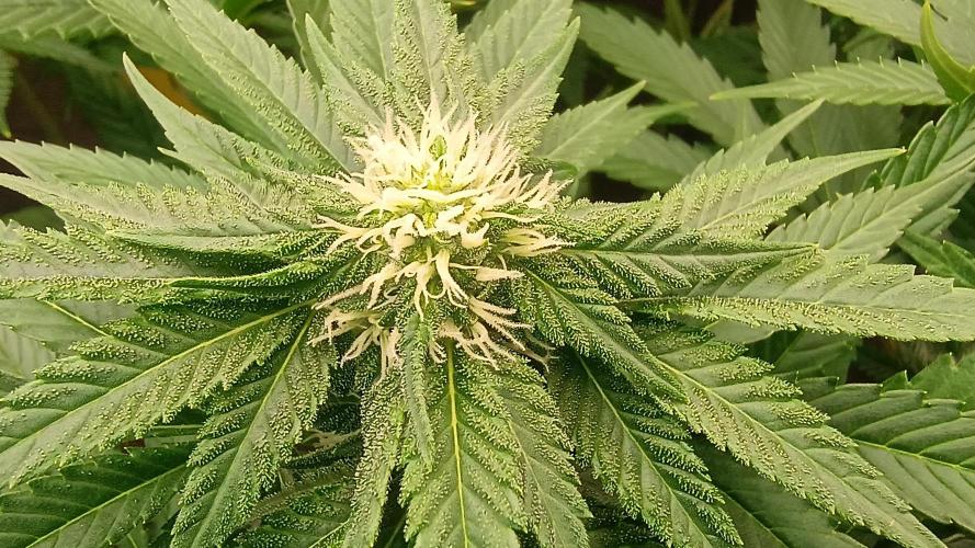 BombyJakPica. Week 7