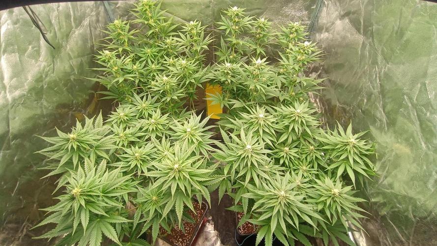 BombyJakPica. Week 7