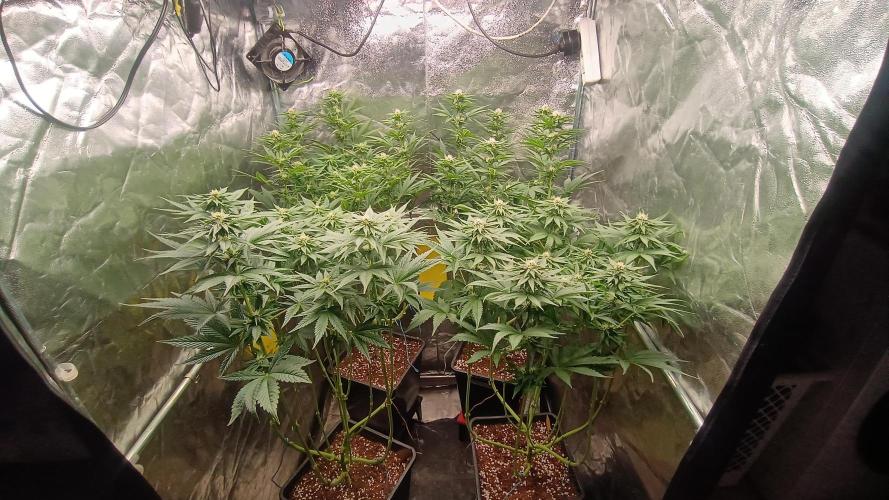 BombyJakPica. Week 7