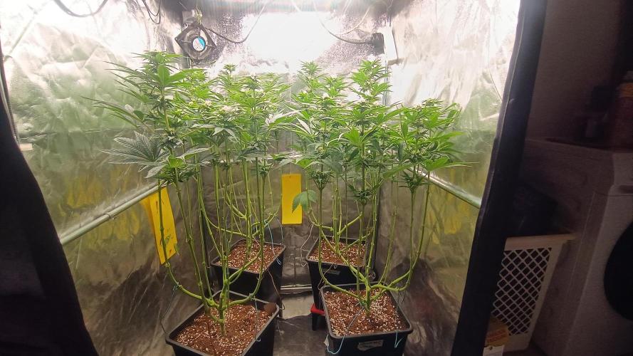 BombyJakPica. Week 7