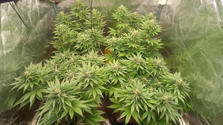 BombyJakPica. Week 8