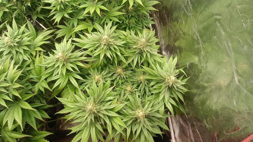 BombyJakPica. Week 8