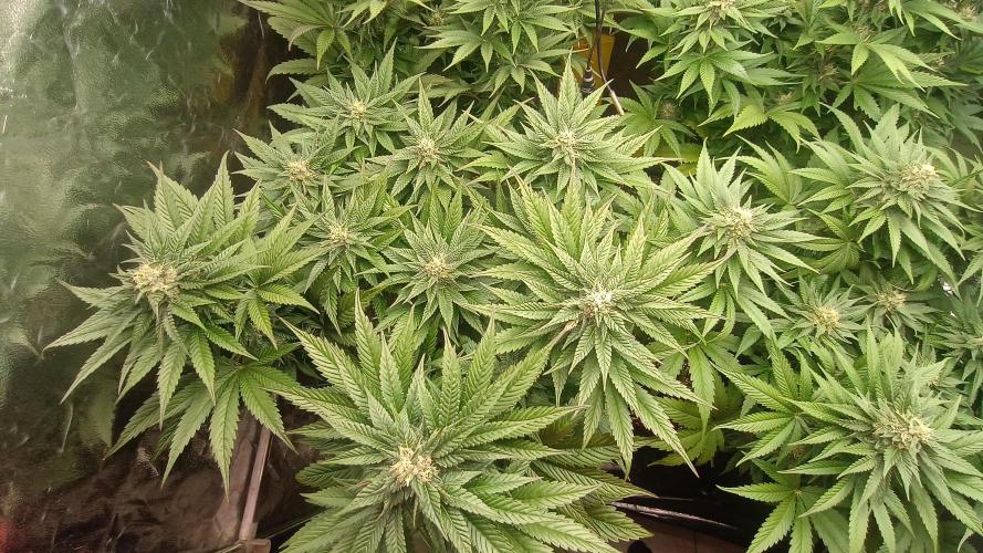 BombyJakPica. Week 8