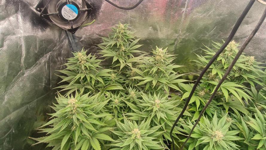 BombyJakPica. Week 8