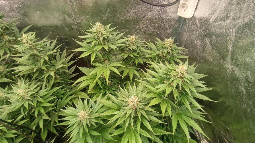 BombyJakPica. Week 8