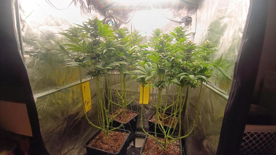 BombyJakPica. Week 8