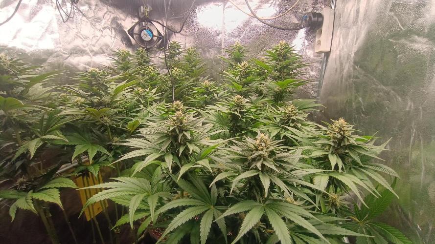BombyJakPica. Week 8