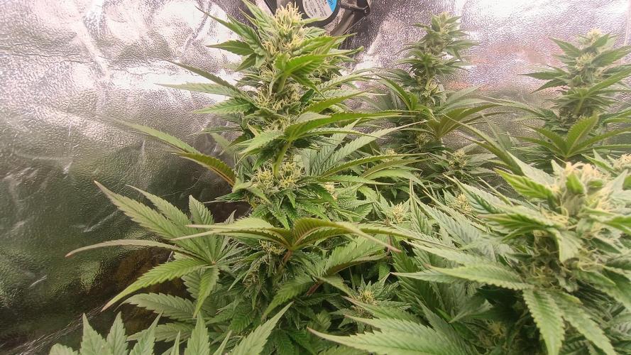 BombyJakPica. Week 8