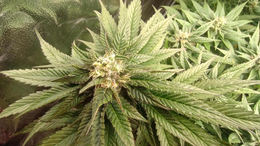 BombyJakPica. Week 8
