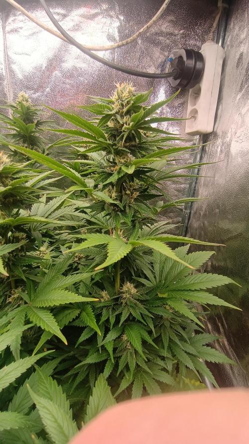 BombyJakPica. Week 8