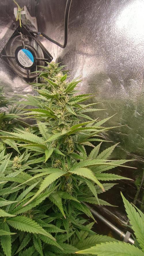 BombyJakPica. Week 8