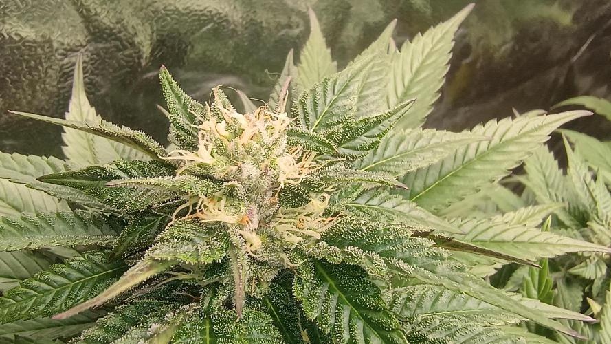 BombyJakPica. Week 8
