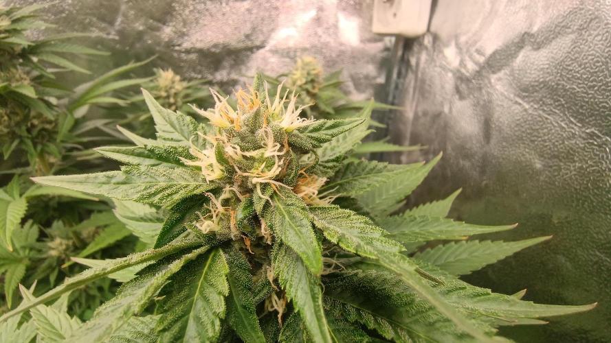 BombyJakPica. Week 8