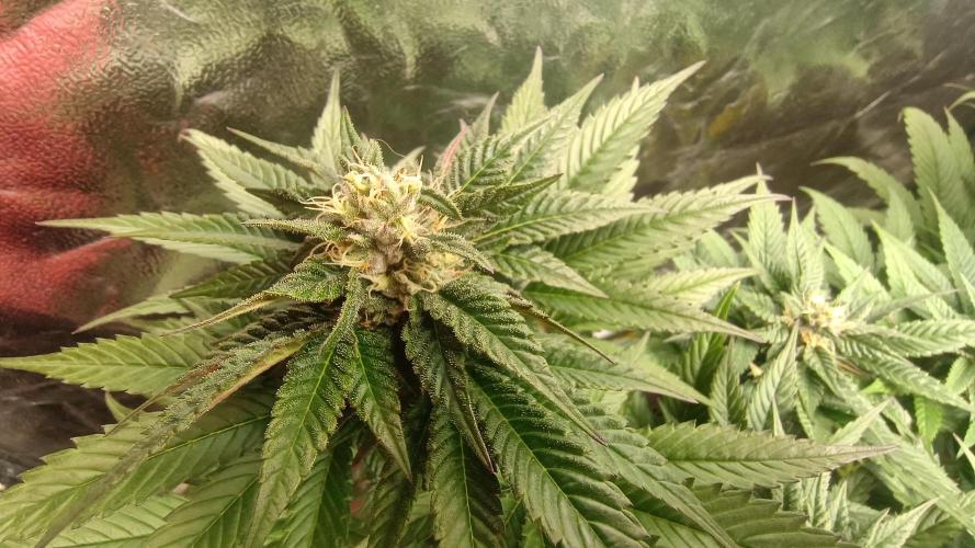 BombyJakPica. Week 8
