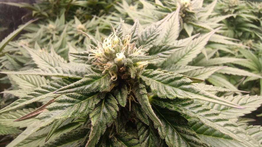 BombyJakPica. Week 8