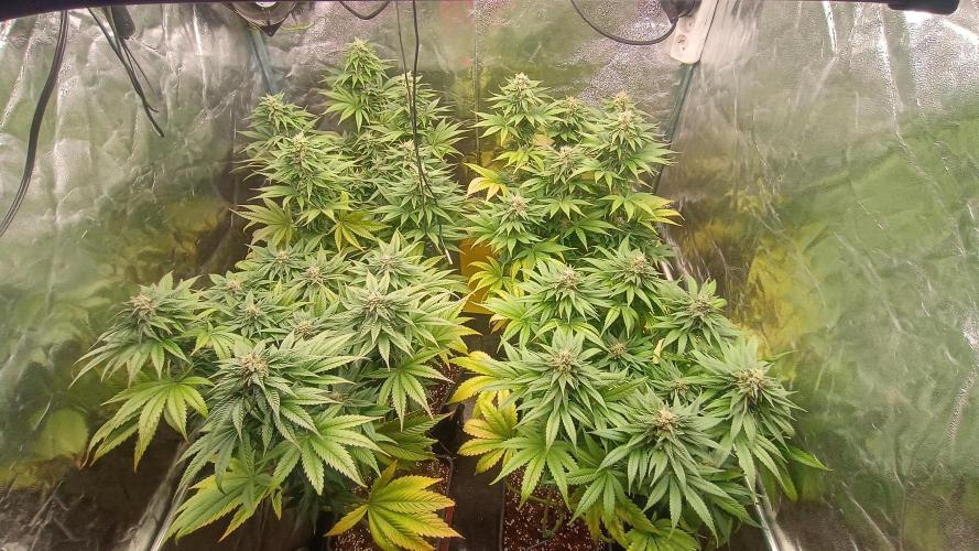 BombyJakPica. Week 9
