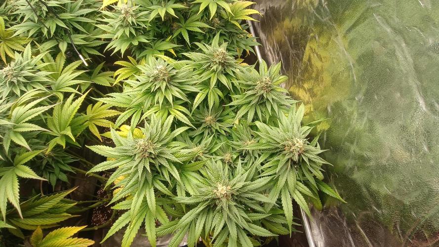 BombyJakPica. Week 9