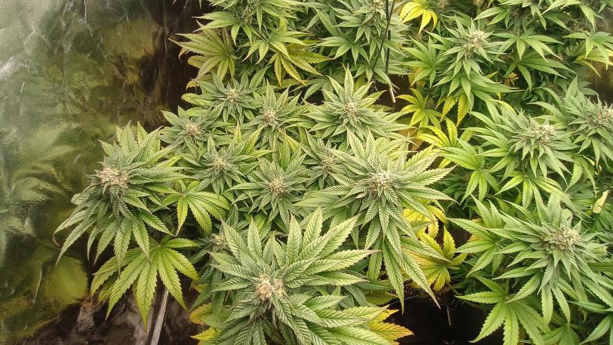 BombyJakPica. Week 9