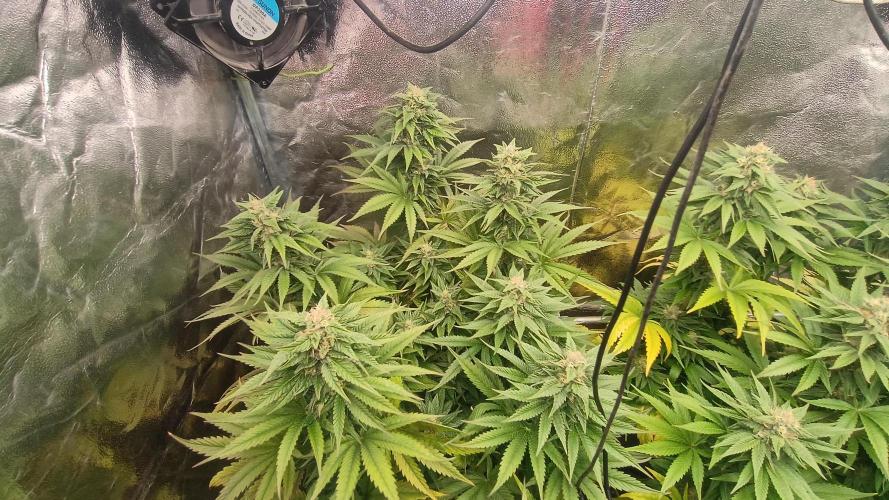 BombyJakPica. Week 9