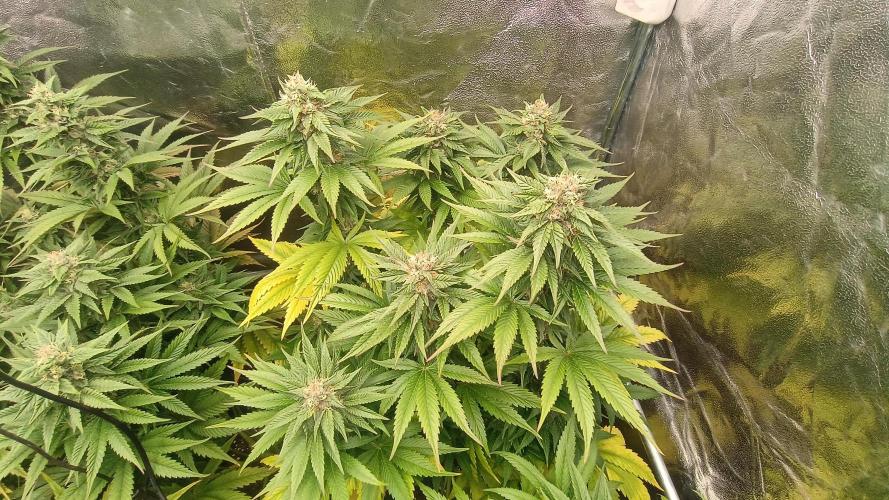 BombyJakPica. Week 9