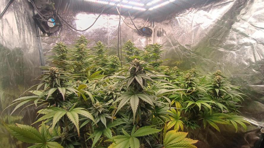 BombyJakPica. Week 9