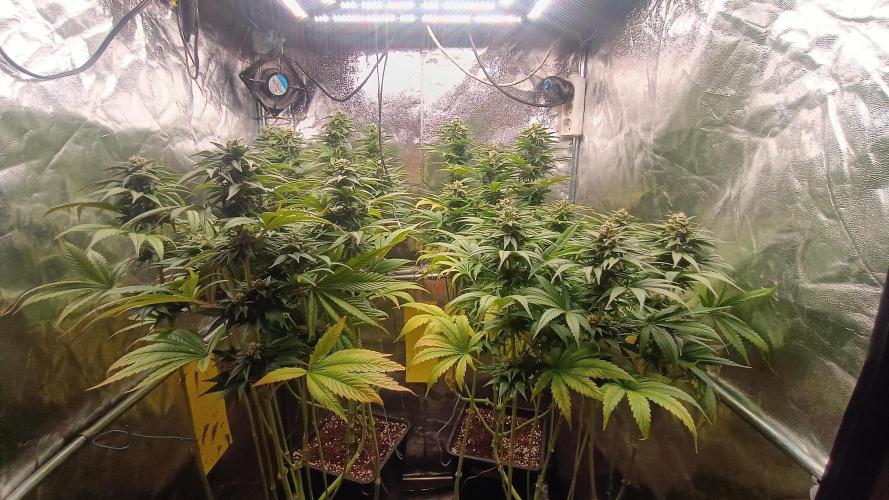BombyJakPica. Week 9