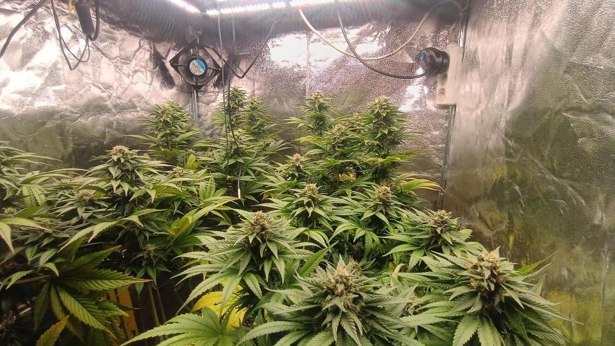 BombyJakPica. Week 9