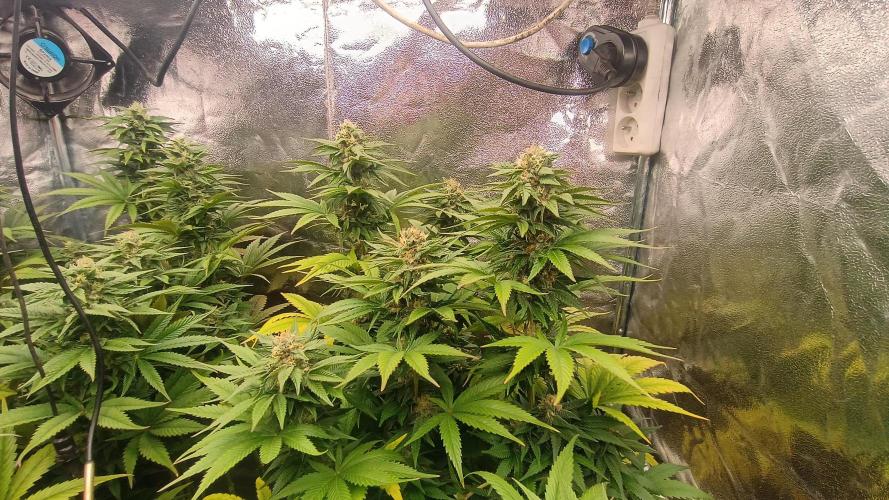 BombyJakPica. Week 9