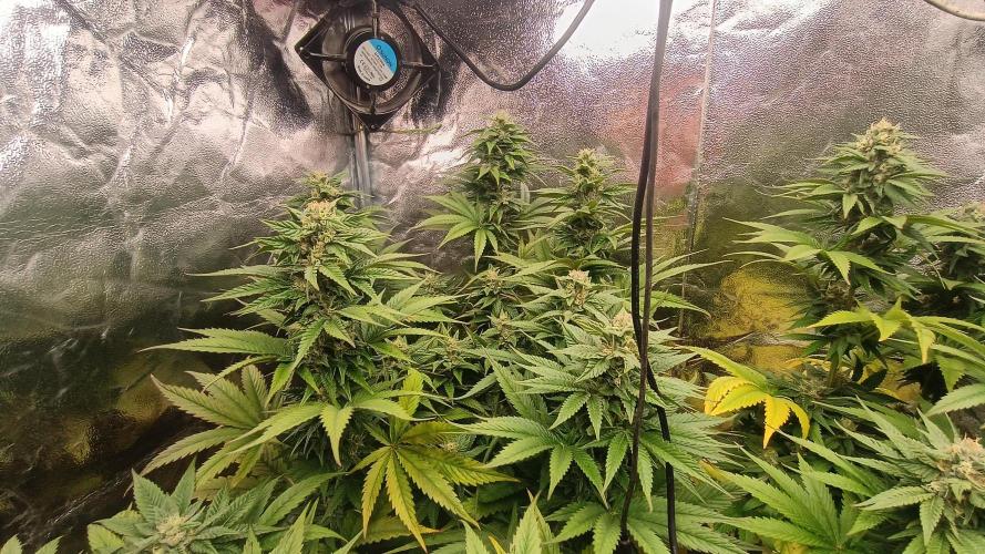 BombyJakPica. Week 9