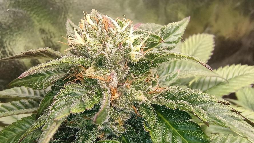 BombyJakPica. Week 9