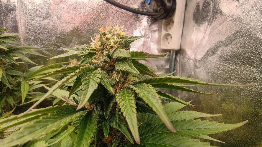 BombyJakPica. Week 9