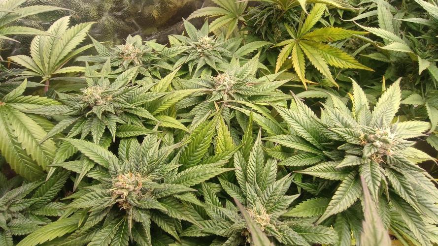 BombyJakPica. Week 9