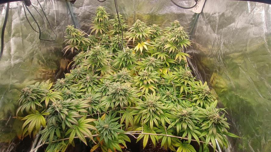 BombyJakPica. Week 10