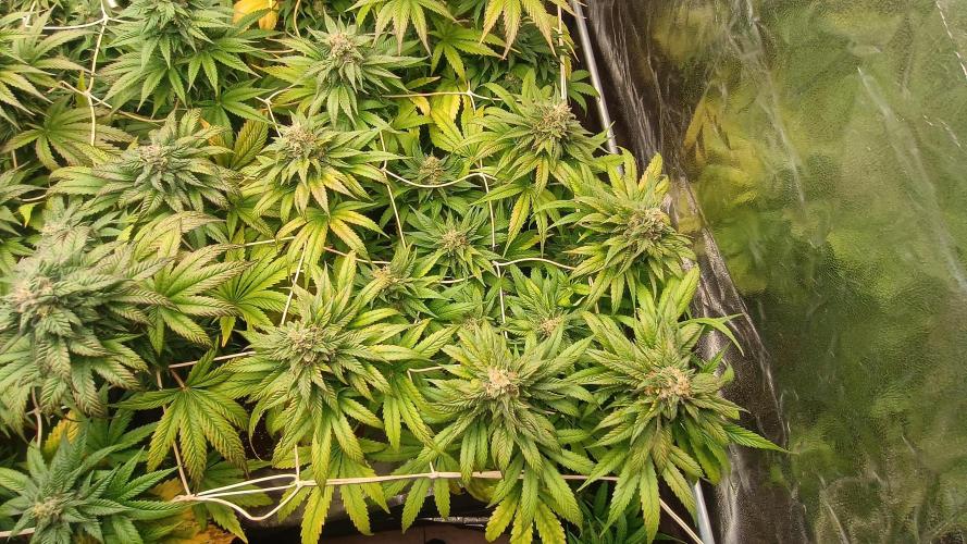 BombyJakPica. Week 10