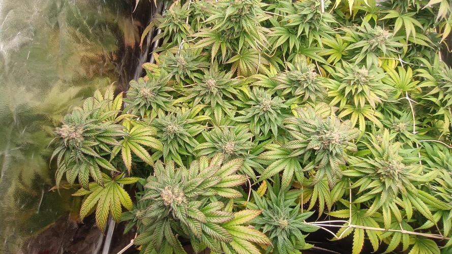 BombyJakPica. Week 10